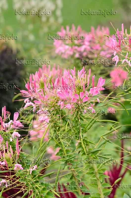 A Striking Photo of the Spider Flower