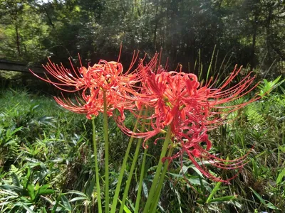 The Delicate Beauty of the Spider Flower