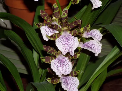 A Picture Perfect Spotted Zygopetalum in Its Natural Habitat