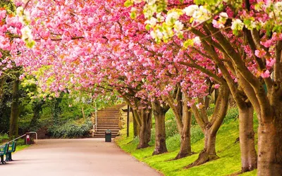 Spring beauty wallpapers