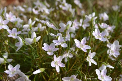 Spring has Sprung: A Stunning Image of Floral Beauty