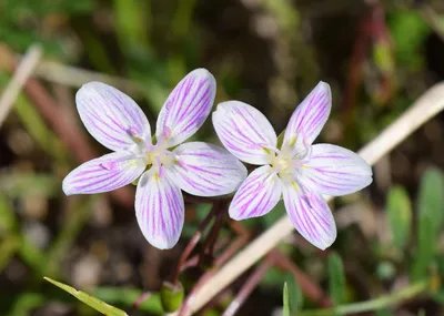 A Picture Perfect Moment: Spring Flowers in Full Bloom