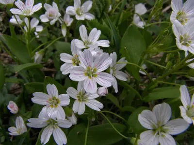 The Beauty of Spring: A Stunning Photo of Blooming Flowers