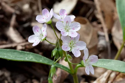 A Stunning Photo of Spring's Beauty: A Flower Image to Remember