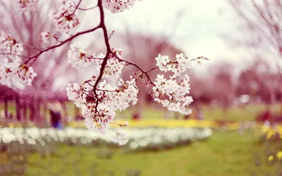 A Gorgeous Image of Spring's Beauty: A Photo to Brighten Your Day