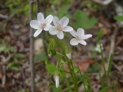 A Stunning Image of Spring's Beauty: A Flower Photo to Inspire