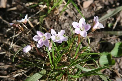 The Ultimate Spring Beauty: A Gorgeous Photo of Blooming Flowers