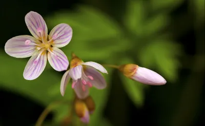 A Picture of Spring Perfection: A Photo of Beautiful Flowers