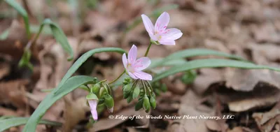 A Captivating Image of Spring's Floral Beauty: A Flower Photo to Remember