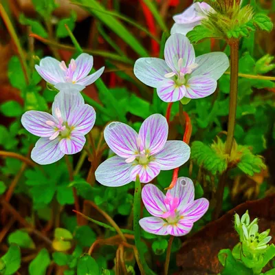 A Floral Masterpiece: A Photo of Spring's Natural Beauty