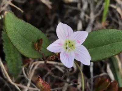 A Beautiful Image of Spring's Floral Beauty: A Photo to Treasure