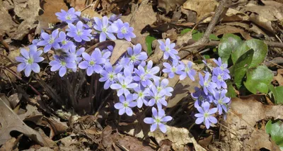 A Stunning Photo of Spring's Beauty: A Natural Work of Art in Flowers