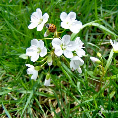 Capturing the Beauty of Spring: A Floral Portrait