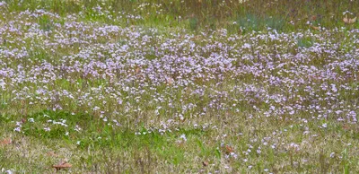 A Springtime Garden: An Alluring Flower Image