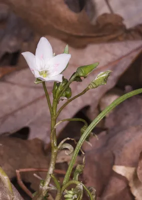 The Wonders of Spring: A Majestic Flower Picture