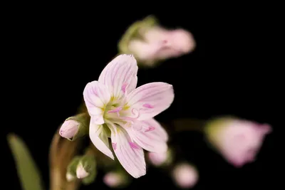 The Promise of Spring: A Serene Flower Picture