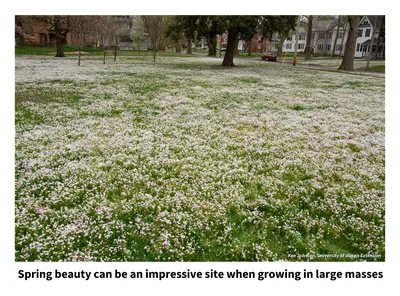 A Floral Wonderland: A Mesmerizing Spring Flower Picture