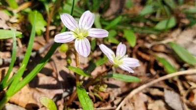 The Essence of Spring: A Captivating Floral Image