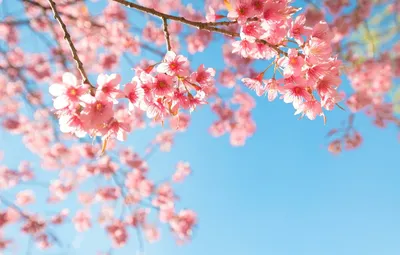 Captivating Spring Blossom on Display