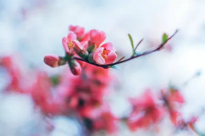 A Marvelous Spring Blossom in all its Beauty