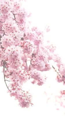 A Mesmerizing Spring Blossom in its Majestic Form