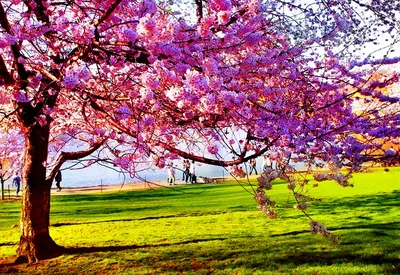 A Captivating Spring Blossom in its Vibrant Hues