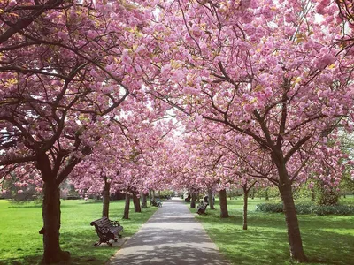 A Stunning Spring Blossom in its Full Bloom