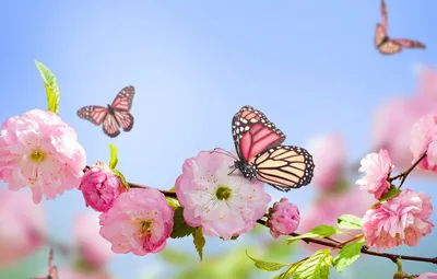 Spring blossom wallpapers