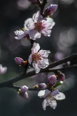 Captivating Spring Blossom: A Picture Perfect Moment