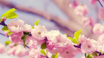 A Beautiful Spring Blossom Image to Brighten Your Day