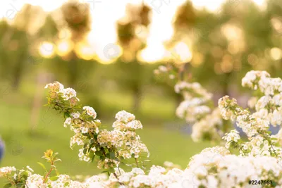 The Magic of Spring Blossom in a Gorgeous Picture