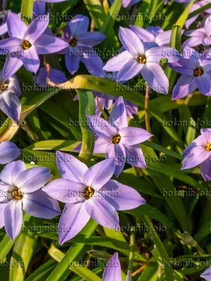 Picture Perfect: The Alluring Spring Starflower