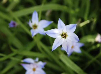Spring Starflower: A Gorgeous Flower to Add to Your Garden