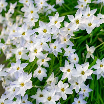 Capturing the Beauty of Spring Starflower: A Flower Photography Masterpiece
