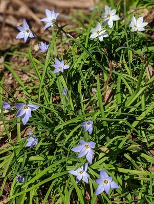 The Magic of Spring Starflower: A Floral Delight