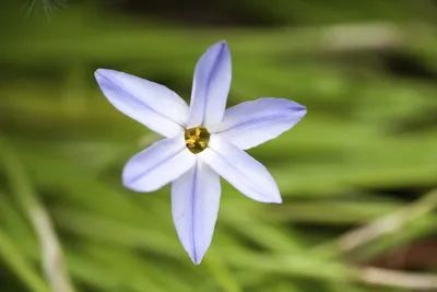 Photo of the Day: Spring Starflower in its Full Glory