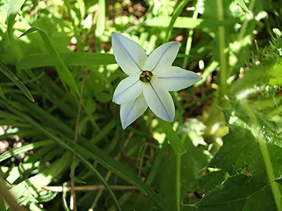 Unleashing the Charm of Spring Starflower: A Captivating Image