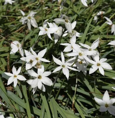 Incredible Spring Starflower: A Sight to Behold