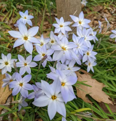 Spring Starflower: A Symbol of New Beginnings in Flower Photography