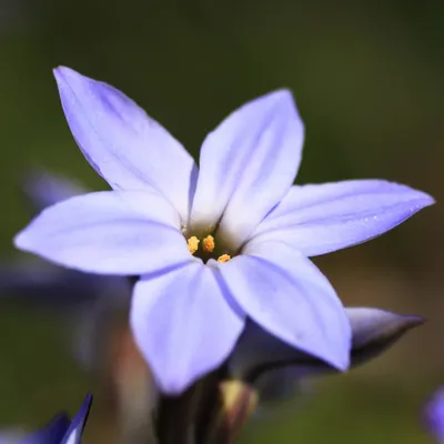 The Splendor of Spring Starflower: A Magnificent Image