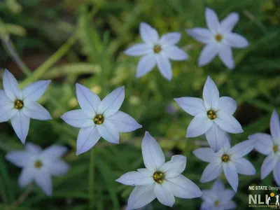 Spring Starflower: A Captivating Flower for Your Garden