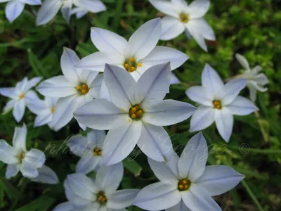 Discovering the Beauty of Spring Starflower: A Stunning Floral Image