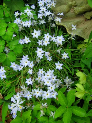A Magnificent Picture of Spring Starflower: A Feast for the Eyes