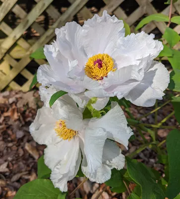Spring Starflower: A Beautiful Flower to Brighten Your Day
