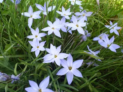 An Exquisite Image of Spring Starflower: A Flower Lover's Dream