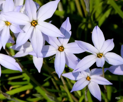 The Charm of Spring Starflower: A Floral Delight to Behold