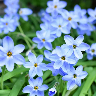 Spring Starflower: A Delightful Flower to Add to Your Collection