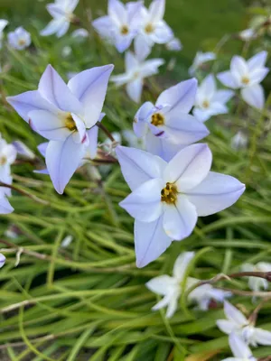 Spring Starflower: A Blossoming Beauty