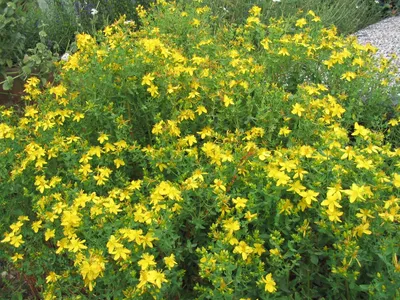 The Vibrant Beauty of St. Johns Wort in a Photo