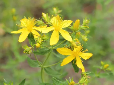The Captivating Colors of St. Johns Wort in an Image